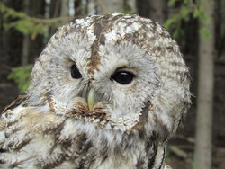 Inkilas naminei pelėdai ( Strix aluco ) Kaina su PVM.