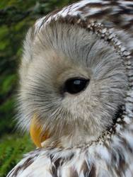 Inikilas uralinei pelėdai ( Strix uralensis )