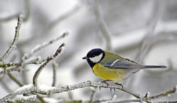 Inkilas didžiajai zylei ( Parus major )