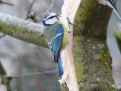 Inkilas mėlynajai zylei ( Parus caeruleus ) Kaina su PVM .