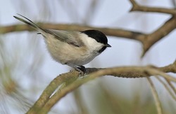 Inkilas paprastajai pilkajai zylei ( Parus palustris ) Kaina su PVM.