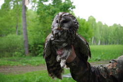 Inkilas naminei pelėdai ( Strix aluco ) Kaina su PVM .