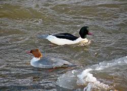 Inkilas didžiajam dančiasnapiui ( Mergus merganser ) Kaina su PVM.