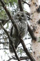 Inikilas uralinei pelėdai ( Strix uralensis )