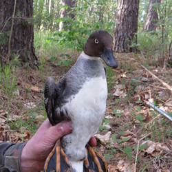 Inkilas klykuolei ( Bocephala clangula ) Kaina su PVM .