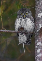 Inkilas žvirblinei pelėdai ( Glaucidium passerinum ) Kaina su PVM.