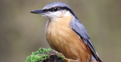 Inkilas bukučiui ( Sitta europaea ) Kaina su PVM.