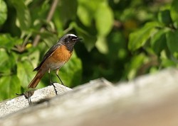 Inkilas paprastajai raudonuodegei(Phoenicurus phoenicurus ) Kaina su PVM.