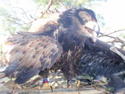 Dirbtinis lizdas jūriniui ereliui ( Haliaeetus albicilla ) Kaina su PVM.