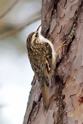 Inkilas miškiniam lipučiui ( Certhia familiaris ) Kaina su PVM.