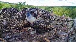 Dirbtinis lizdas ereliui žuvininkui ( Pandion haliaetus ) Kaina su PVM.