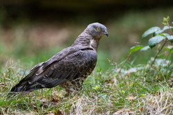 Dirbtinis lizdas vapsvaėdžiui ( Permis apivorus ) Kaina su PVM.