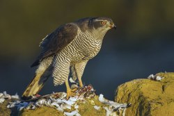 Dirbtinis lizdas vištvanagiui ( Accipiter gentilis ) Kaina su PVM.