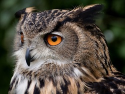 Dirbtinis lizdas didžiajam apuokui ( Bubo bubo ) Kaina su PVM.
